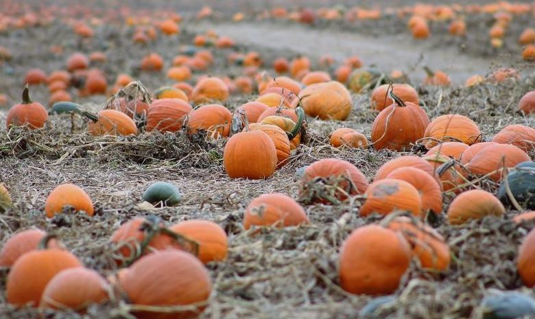 que-parte-de-la-calabaza-es-mas-dulce ¿Qué parte de la calabaza es más dulce?