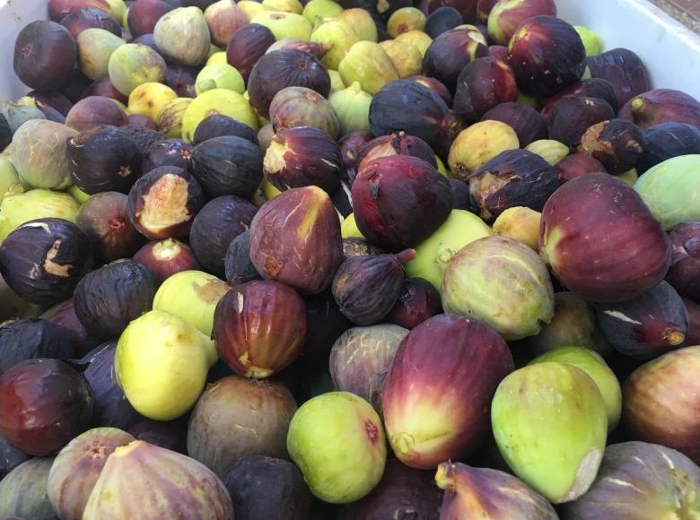 ¿Qué sucede al consumir demasiados higos?