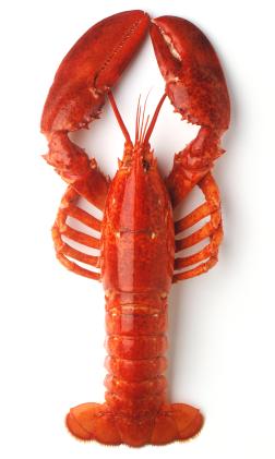 como-limpiar-efectivamente-un-bogavante Cómo limpiar efectivamente un bogavante